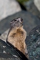Marmotte 4043_wm
